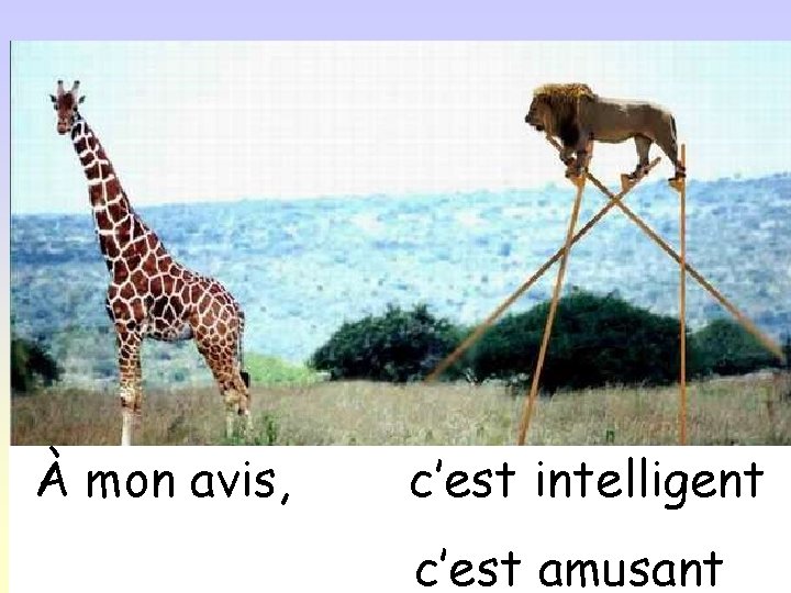 À mon avis, c’est intelligent c’est amusant 