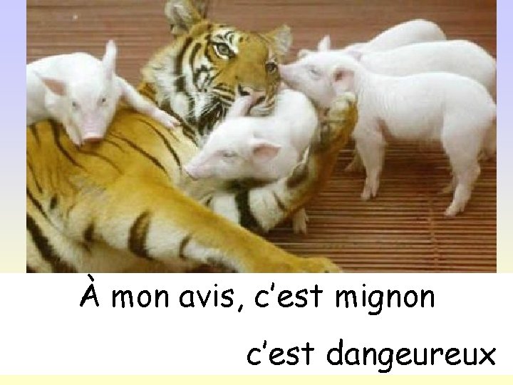 À mon avis, c’est mignon c’est dangeureux 