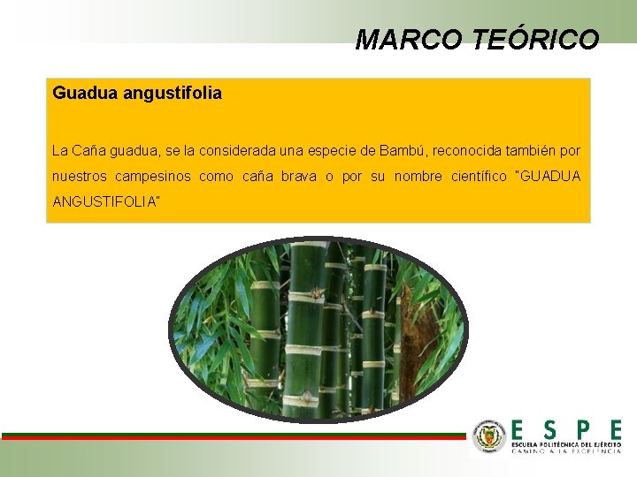 MARCO TEÓRICO Guadua angustifolia La Caña guadua, se la considerada una especie de Bambú,