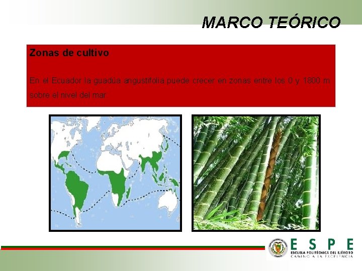 MARCO TEÓRICO Zonas de cultivo En el Ecuador la guadúa angustifolia puede crecer en