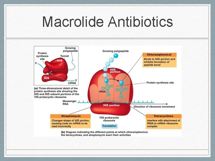 Macrolide Antibiotics 