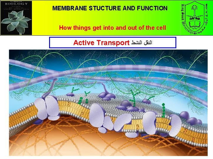 MEMBRANE STUCTURE AND FUNCTION How things get into and out of the cell Active