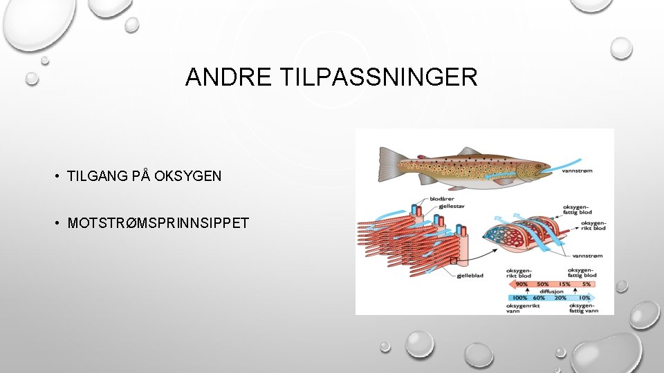 ANDRE TILPASSNINGER • TILGANG PÅ OKSYGEN • MOTSTRØMSPRINNSIPPET 