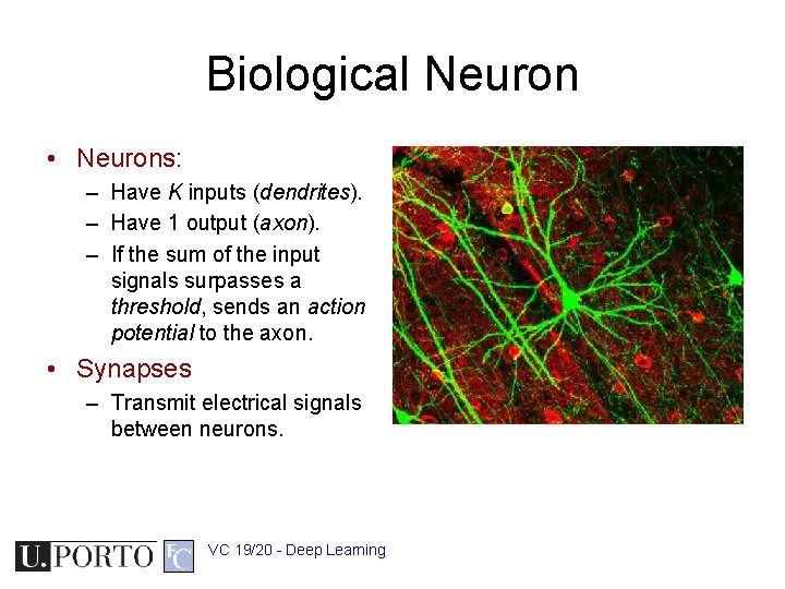 Biological Neuron • Neurons: – Have K inputs (dendrites). – Have 1 output (axon).
