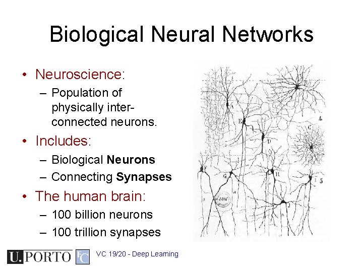 Biological Neural Networks • Neuroscience: – Population of physically interconnected neurons. • Includes: –