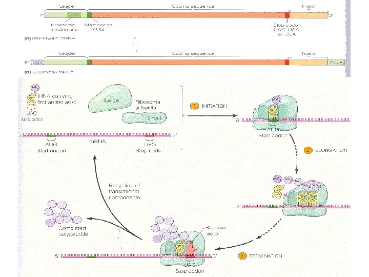 Translation is the process where m RNA codons
