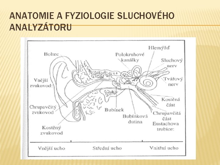 ANATOMIE A FYZIOLOGIE SLUCHOVÉHO ANALYZÁTORU 