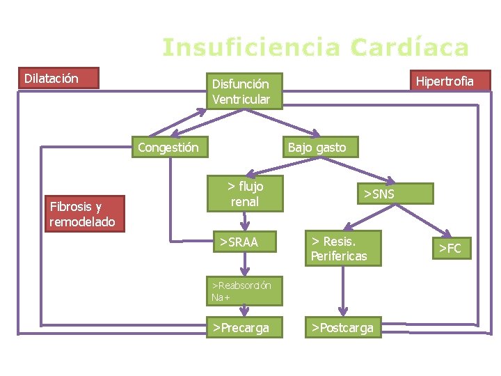 Insuficiencia Cardíaca Dilatación Congestión Fibrosis y remodelado Hipertrofia Disfunción Ventricular Bajo gasto > flujo