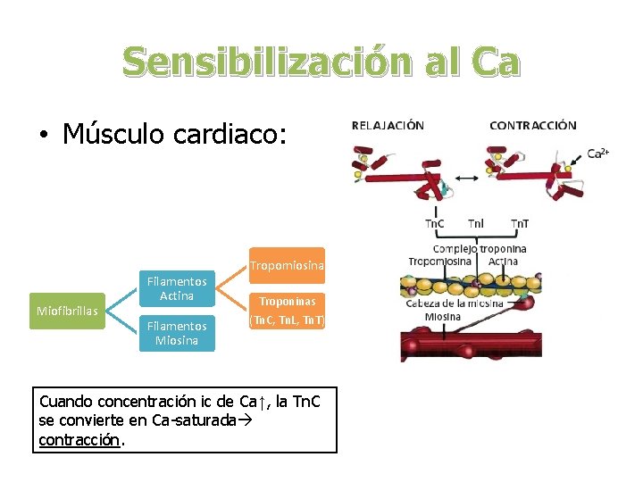 Sensibilización al Ca • Músculo cardiaco: Miofibrillas Filamentos Actina Filamentos Miosina Tropomiosina Troponinas (Tn.