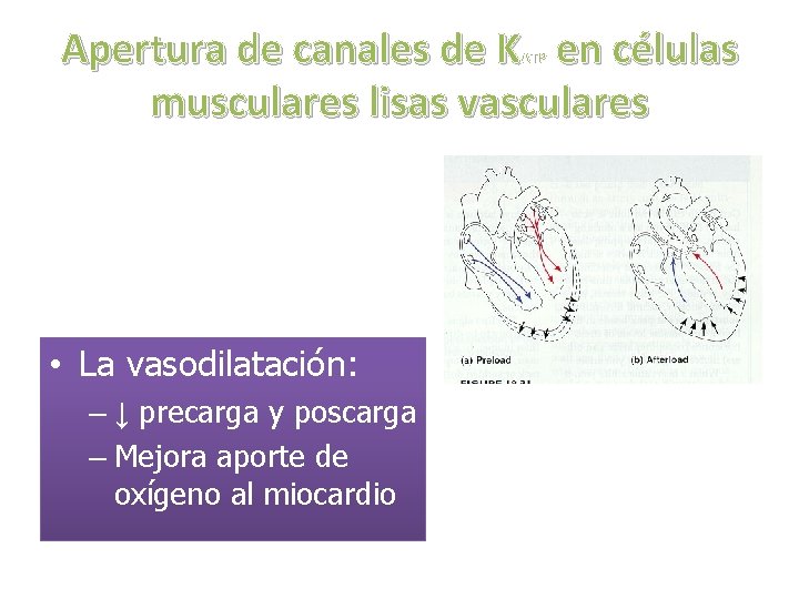 Apertura de canales de K en células musculares lisas vasculares ATP • La vasodilatación: