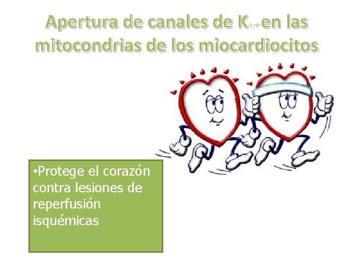 Apertura de canales de K en las mitocondrias de los miocardiocitos ATP • Protege