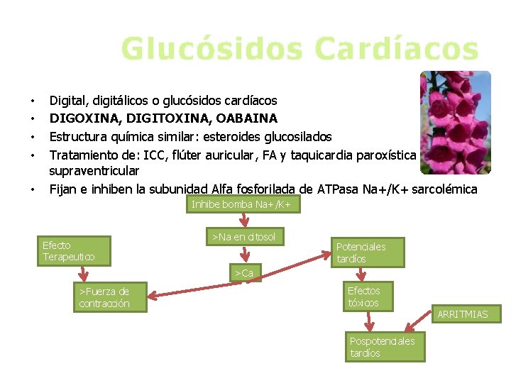 Glucósidos Cardíacos • • • Digital, digitálicos o glucósidos cardíacos DIGOXINA, DIGITOXINA, OABAINA Estructura