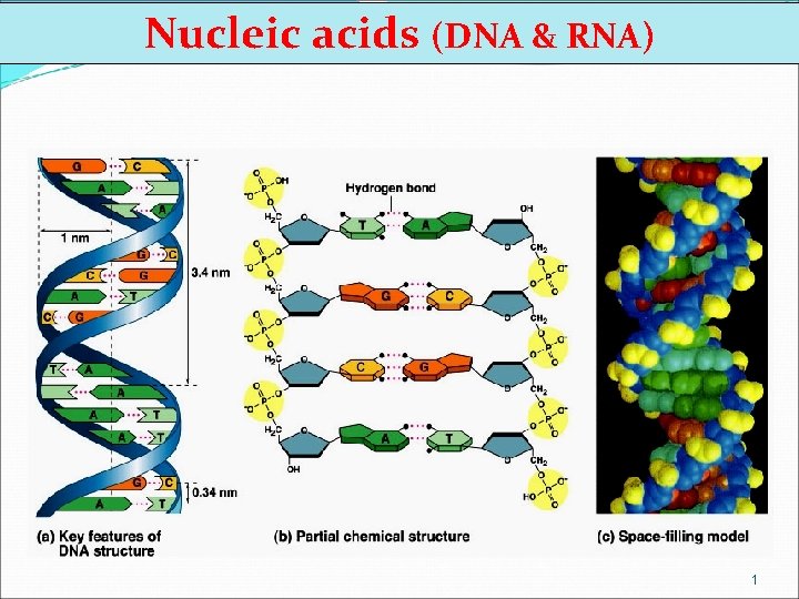 Nucleic acids (DNA & RNA) 1 