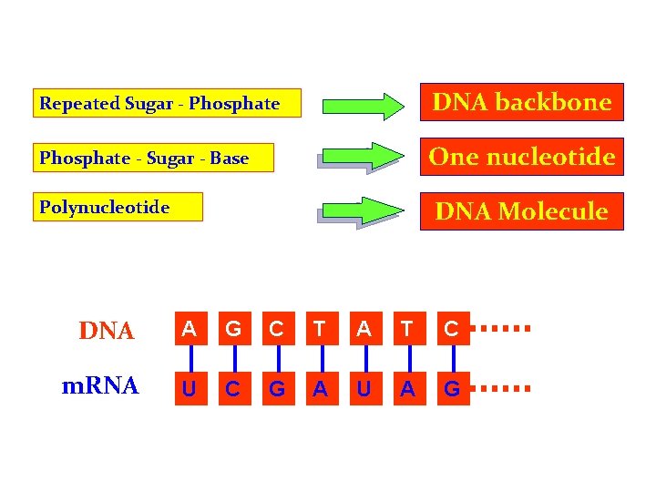 Repeated Sugar - Phosphate DNA backbone Phosphate - Sugar - Base One nucleotide DNA