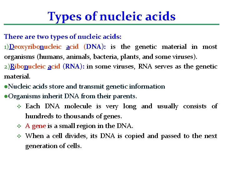 Types of nucleic acids There are two types of nucleic acids: 1)Deoxyribonucleic acid (DNA):