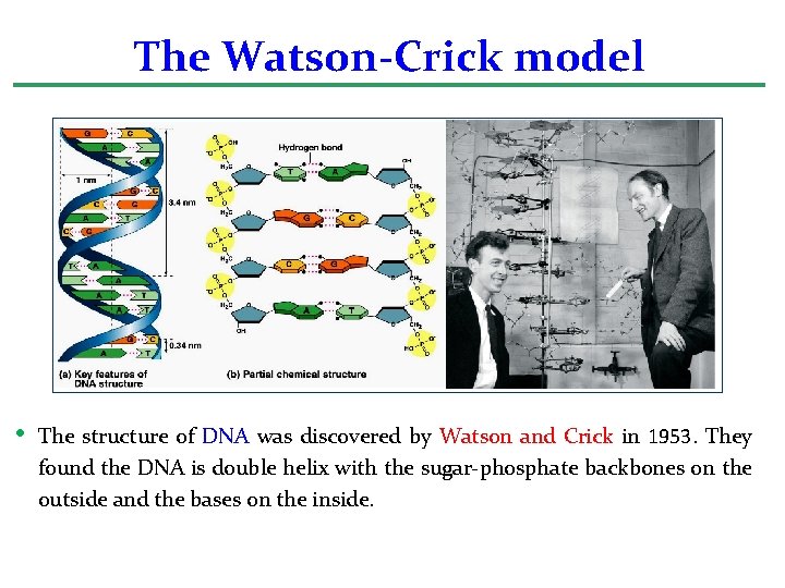 The Watson-Crick model • The structure of DNA was discovered by Watson and Crick
