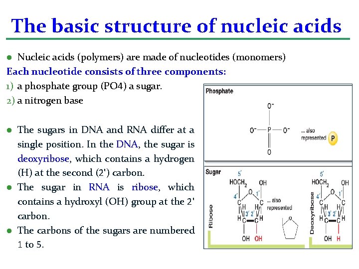 The basic structure of nucleic acids Nucleic acids (polymers) are made of nucleotides (monomers)