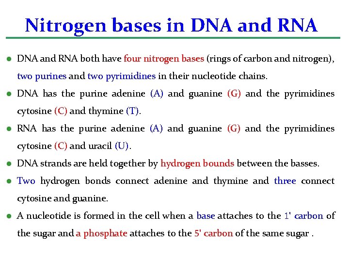Nitrogen bases in DNA and RNA l DNA and RNA both have four nitrogen