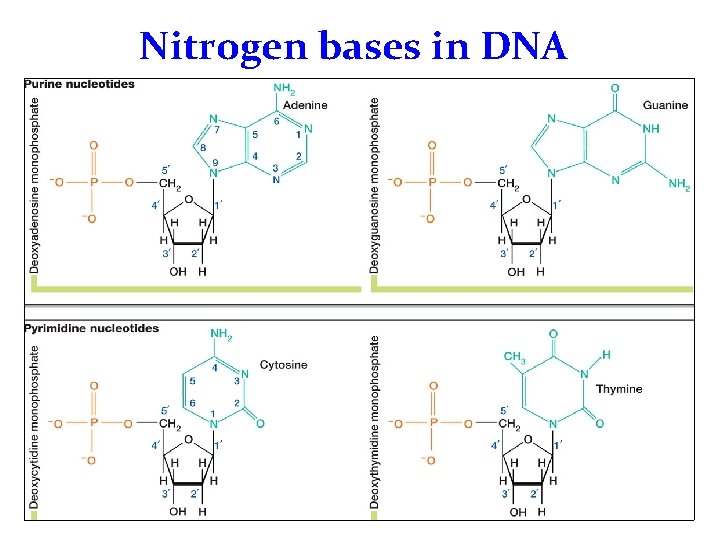 Nitrogen bases in DNA 