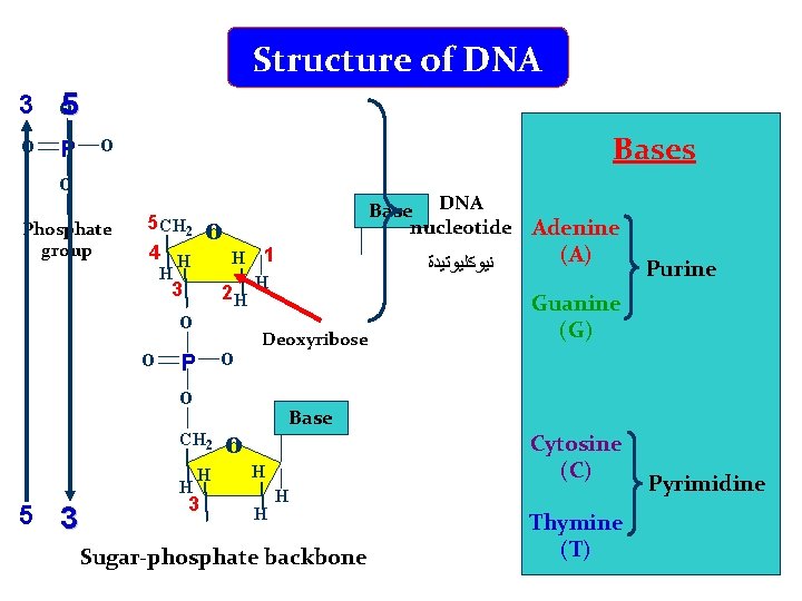 Structure of DNA 3 o 5 o P o o Phosphate group Bases o