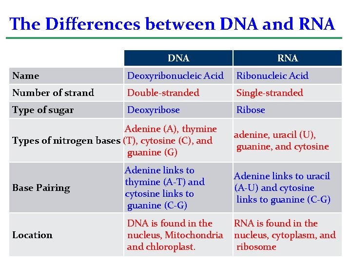 The Differences between DNA and RNA DNA RNA Name Deoxyribonucleic Acid Ribonucleic Acid Number