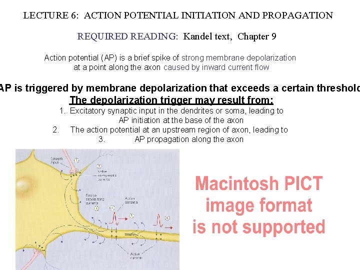 LECTURE 6: ACTION POTENTIAL INITIATION AND PROPAGATION REQUIRED READING: Kandel text, Chapter 9 Action