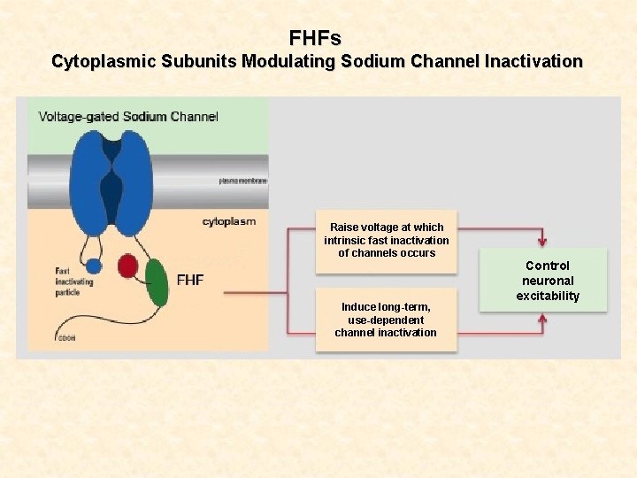 FHFs Cytoplasmic Subunits Modulating Sodium Channel Inactivation Raise voltage at which intrinsic fast inactivation