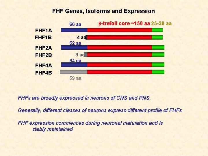 FHF Genes, Isoforms and Expression 66 aa FHF 1 A FHF 1 B FHF