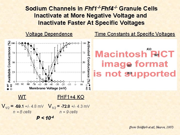 Sodium Channels in Fhf 1 -/-Fhf 4 -/- Granule Cells Inactivate at More Negative