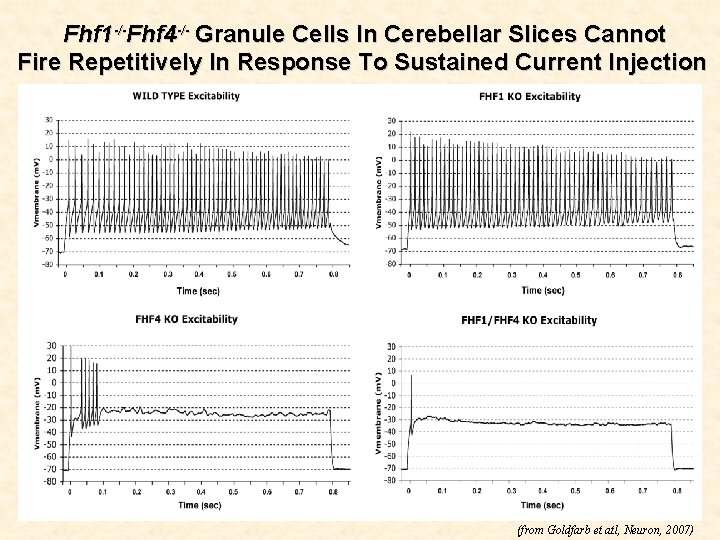 Fhf 1 -/-Fhf 4 -/- Granule Cells In Cerebellar Slices Cannot Fire Repetitively In