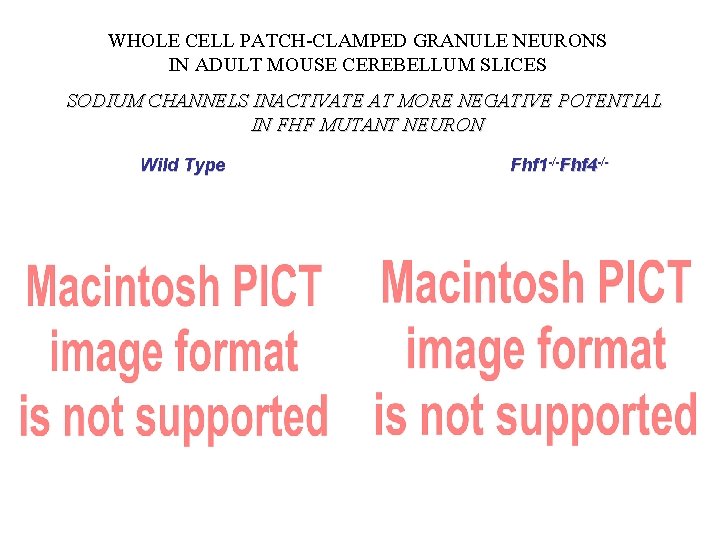 WHOLE CELL PATCH-CLAMPED GRANULE NEURONS IN ADULT MOUSE CEREBELLUM SLICES SODIUM CHANNELS INACTIVATE AT