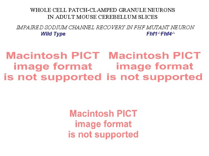 WHOLE CELL PATCH-CLAMPED GRANULE NEURONS IN ADULT MOUSE CEREBELLUM SLICES IMPAIRED SODIUM CHANNEL RECOVERY