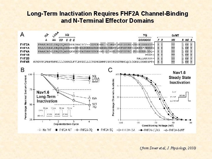 Long-Term Inactivation Requires FHF 2 A Channel-Binding and N-Terminal Effector Domains ( from Dover