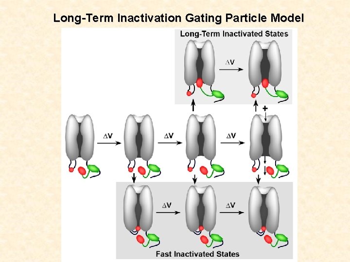 Long-Term Inactivation Gating Particle Model 