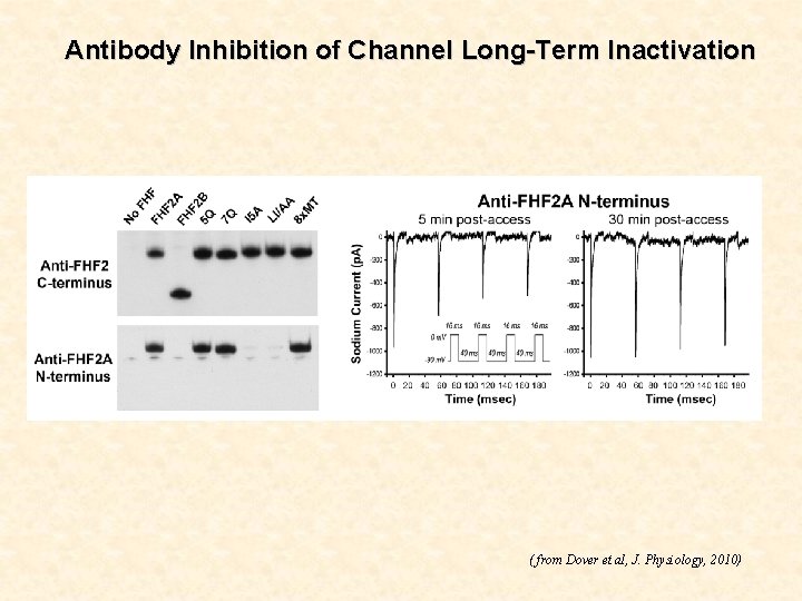 Antibody Inhibition of Channel Long-Term Inactivation ( from Dover et al, J. Physiology, 2010)