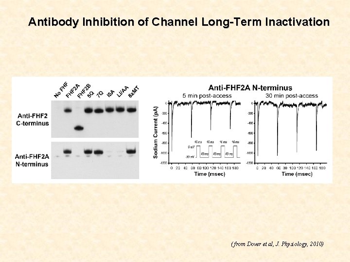 Antibody Inhibition of Channel Long-Term Inactivation ( from Dover et al, J. Physiology, 2010)