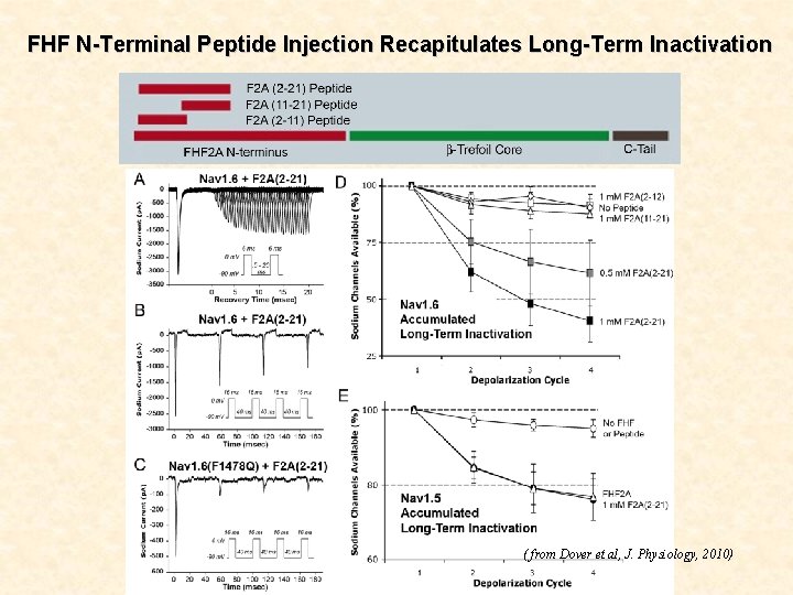 FHF N-Terminal Peptide Injection Recapitulates Long-Term Inactivation ( from Dover et al, J. Physiology,