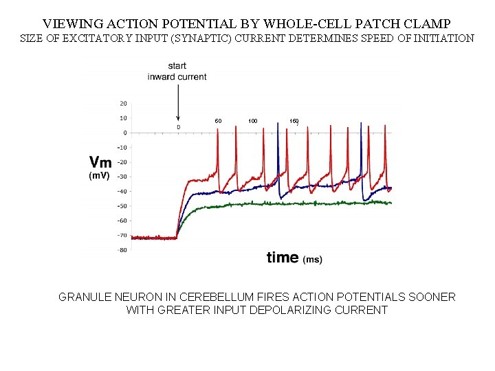 VIEWING ACTION POTENTIAL BY WHOLE-CELL PATCH CLAMP SIZE OF EXCITATORY INPUT (SYNAPTIC) CURRENT DETERMINES