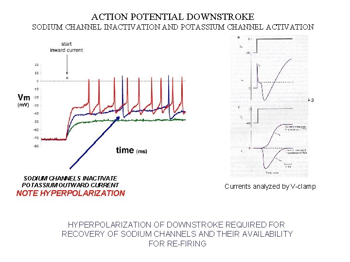 ACTION POTENTIAL DOWNSTROKE SODIUM CHANNEL INACTIVATION AND POTASSIUM CHANNEL ACTIVATION KANDEL FIGURE 9 -3