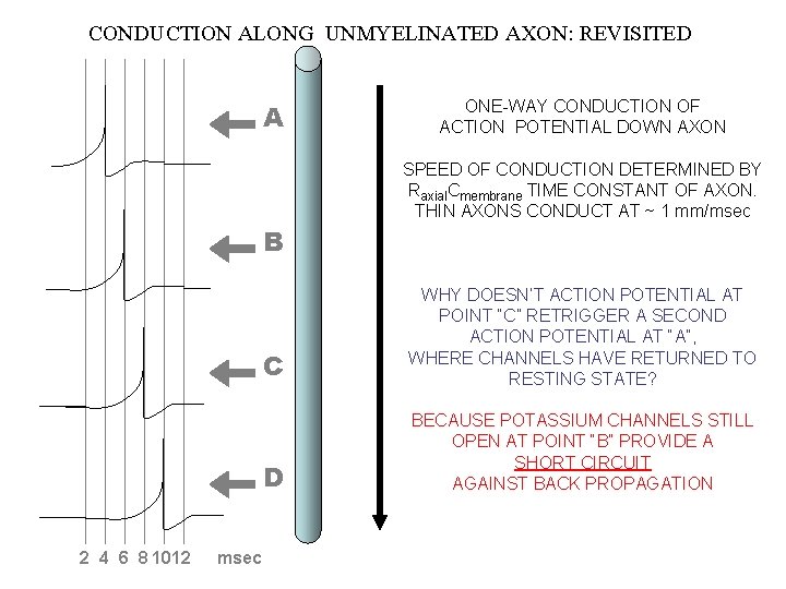 CONDUCTION ALONG UNMYELINATED AXON: REVISITED A ONE-WAY CONDUCTION OF ACTION POTENTIAL DOWN AXON SPEED
