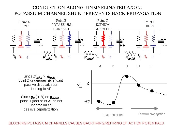 CONDUCTION ALONG UNMYELINATED AXON: POTASSIUM CHANNEL SHUNT PREVENTS BACK PROPAGATION Point B POTASSIUM CURRENT