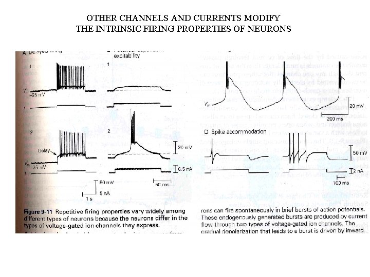 OTHER CHANNELS AND CURRENTS MODIFY THE INTRINSIC FIRING PROPERTIES OF NEURONS KANDEL FIGURE 9