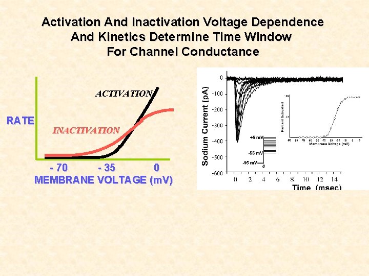 Activation And Inactivation Voltage Dependence And Kinetics Determine Time Window For Channel Conductance ACTIVATION