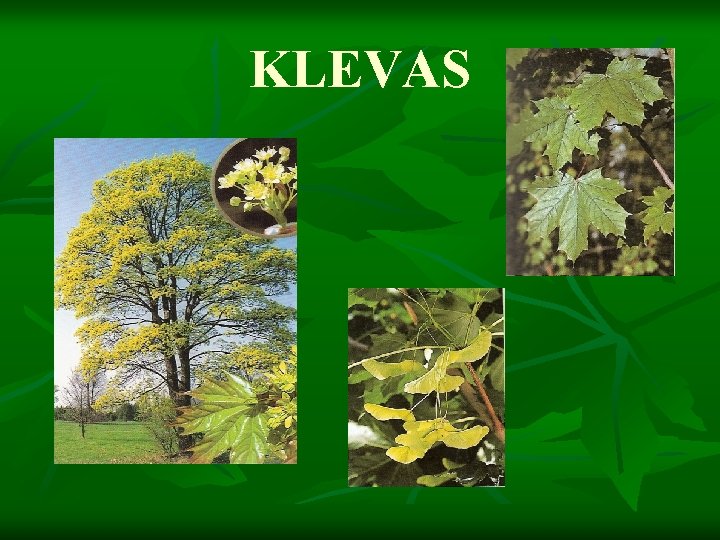 KLEVAS 