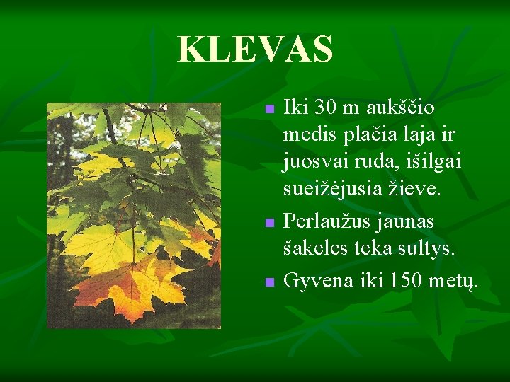 KLEVAS n n n Iki 30 m aukščio medis plačia laja ir juosvai ruda,