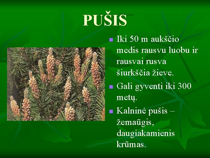 PUŠIS n n n Iki 50 m aukščio medis rausvu luobu ir rausvai rusva