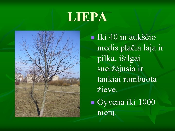 LIEPA Iki 40 m aukščio medis plačia laja ir pilka, išilgai sueižėjusia ir tankiai