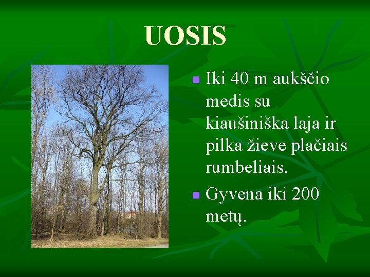 UOSIS Iki 40 m aukščio medis su kiaušiniška laja ir pilka žieve plačiais rumbeliais.