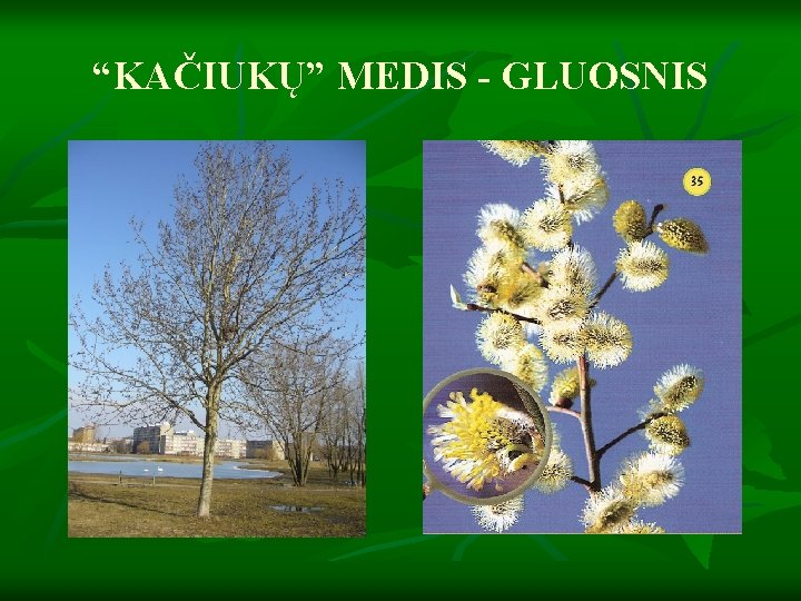 “KAČIUKŲ” MEDIS - GLUOSNIS 