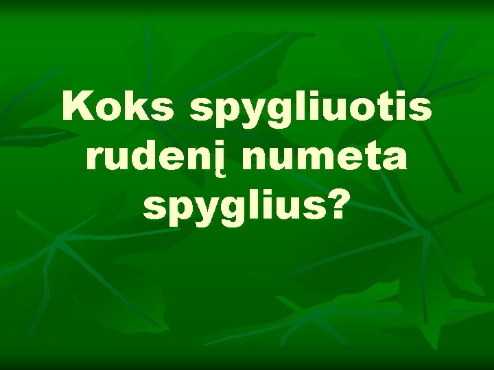 Koks spygliuotis rudenį numeta spyglius? 